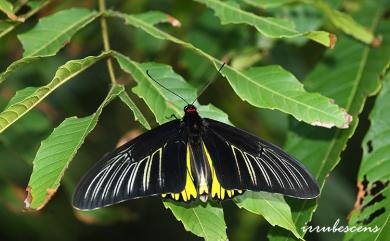 Troides magellanus sonani Matsumura, 1932 珠光裳鳳蝶