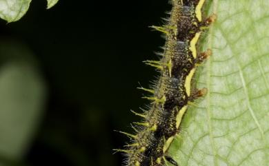 Vanessa indica (Herbst, 1794) 大紅蛺蝶