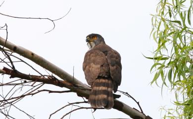 Accipiter trivirgatus formosae Mayr, 1949 鳳頭蒼鷹(台灣特有亞種)