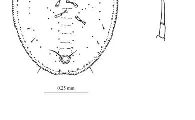 Aleurothrixus antidesmae Takahashi, 1933 五月茶鬚粉蝨