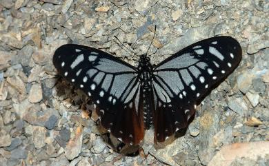 Papilio agestor matsumurae Fruhstorfer, 1909 斑鳳蝶