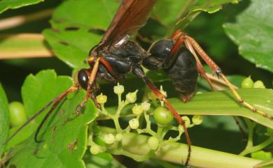 Pompilidae 蛛蜂科