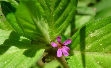 Cuphea carthagenensis (Jacq.) J.F.Macbr. 克非亞草