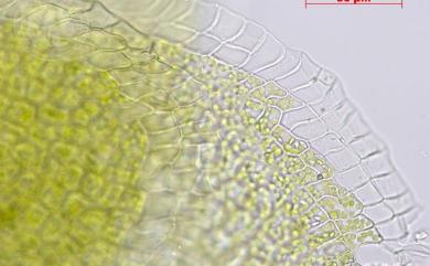 Cololejeunea lanciloba 狹瓣疣鱗蘚