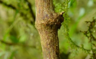 Persicaria chinensis (L.) H. Gross 火炭母草