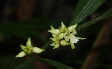 Tropidia curculigoides 仙茅摺唇蘭