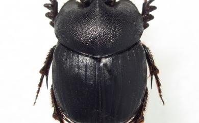Onthophagus tricornis Wiedemann 三角嗡蜣螂