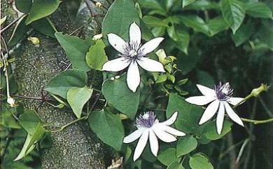 Clematis akoensis 屏東鐵線蓮