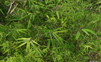 Arthrostylidium naibunensis (Hayata) W.C. Lin 內文竹