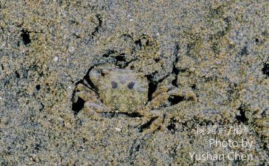 Hemigrapsus penicillatus (De Haan, 1835) 絨毛近方蟹