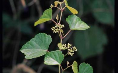 Ampelopsis brevipedunculata var. hancei (Planch.) Rehder 漢氏山葡萄