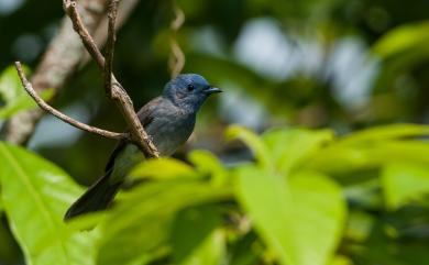 Hypothymis azurea oberholseri Stressmann, 1913 黑枕藍鶲(台灣亞種)