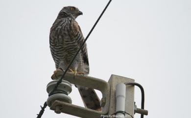 Accipiter trivirgatus formosae Mayr, 1949 鳳頭蒼鷹(台灣特有亞種)