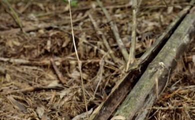 Gastrodia peichatieniana 秋赤箭