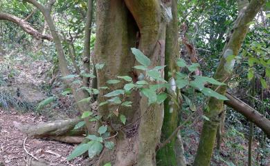 Mallotus philippensis (Lam.) Müll. Arg. 粗糠柴