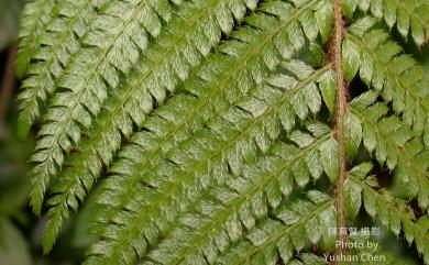 Polystichum parvipinnulum 尖葉耳蕨