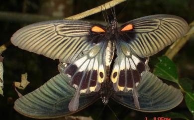 Papilio memnon heronus Fruhstorfer, 1902 大鳳蝶