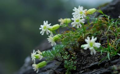 Silene morrisonmontana (Hayata) Ohwi & H.Ohashi 玉山蠅子草