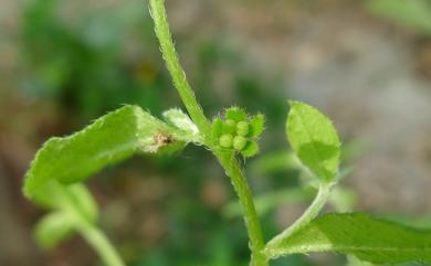 Bothriospermum zeylanicum (J. Jacq.) Druce 細纍子草