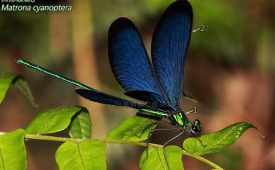 Matrona cyanoptera Hämäläinen & Yeh, 2000 白痣珈蟌