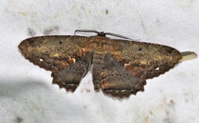 Chorodna creataria (Guenée, [1858] 1857) 褐枯尺蛾