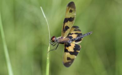 Rhyothemis variegata arria (Drury, 1773) 彩裳蜻蜓