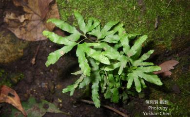 Lygodium japonicum (Thunb.) Sw. 海金沙