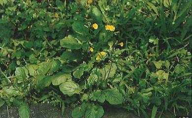 Youngia japonica subsp. japonica (L.) DC. 1838 黃鵪菜