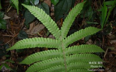 Christella parasitica 密毛小毛蕨