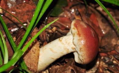 Amanita hemibapha (Berk. & Br.) Sacc. 花柄橙紅鵝膏菌