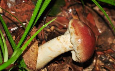 Amanita hemibapha 花柄橙紅鵝膏菌