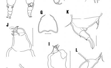 Orstomella yaliuensis Cheng, Ho & Dai, 2009 野柳突口珊虱