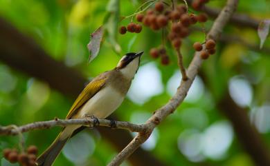 Pycnonotus sinensis formosae Hartert, 1910 白頭翁(台灣亞種)