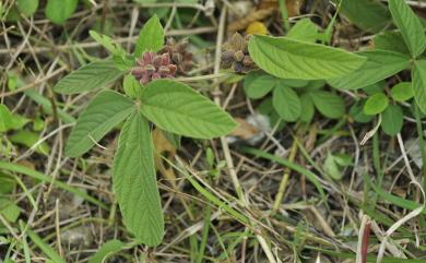 Flemingia macrophylla var. philippinensis 菲島佛來明豆