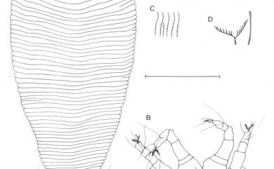 Diptilomiopus octogonus Huang, 2001 八角羽爪節蜱