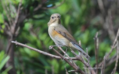 Tarsiger cyanurus (Pallas, 1773) 藍尾鴝