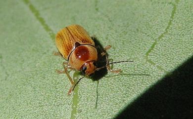 Cryptocephalus kanoi Chujo, 1954 縱條黃筒金花蟲