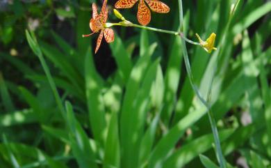 Iris domestica (L.) Goldblatt & Mabb. 射干
