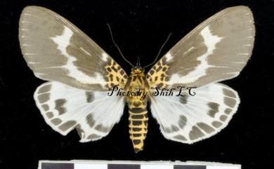 Asota tortuosa (Moore, 1872) 扭擬燈蛾