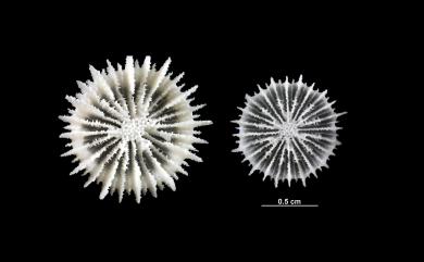 Deltocyathus crassiseptum Cairns, 1999 粗板角杯珊瑚