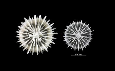 Deltocyathus crassiseptum Cairns, 1999 粗板角杯珊瑚
