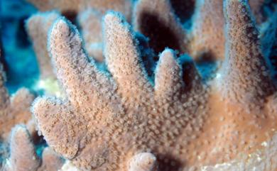 Sinularia numerosa Tixier-Durivault, 1970 眾多指形軟珊瑚