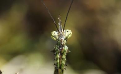 Phyllothelys cornutus (Zhang, 1988) 角胸屏頂螳螂