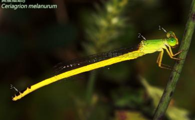 Ceriagrion melanurum Selys, 1876 黃腹細蟌