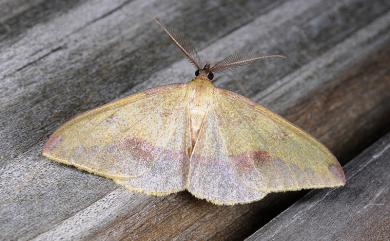 Heterolocha marginata Wileman, 1910