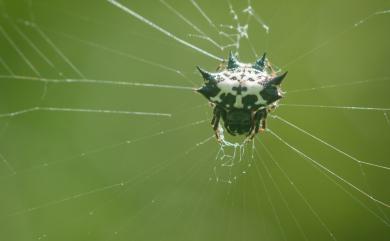 Gasteracantha kuhli C. L. Koch, 1837 古氏棘蛛