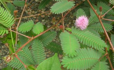 Mimosa pudica 含羞草