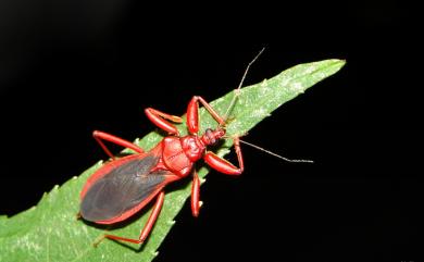 Tapeinus fuscipennis (Stål, 1874) 紅平腹獵蝽