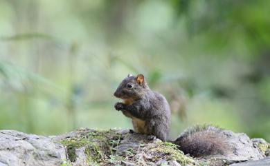 Dremomys pernyi (Milne-Edwards, 1867) 荷氏松鼠