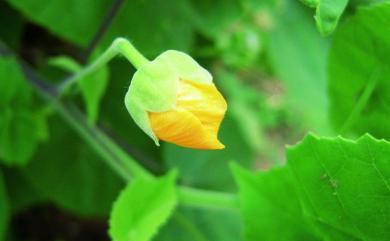 Abutilon indicum 冬葵子